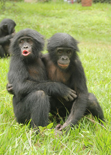 la-sci-sn-bonobos-hug-emotion-orphan-20131014-001